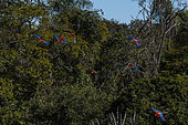 Red-and-green macaw (Ara chloropterus) group in flight, Mato Grosso do Sul, Brazil.