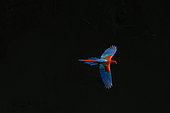 Red-and-green macaw (Ara chloropterus) in flight, Mato Grosso do Sul, Brazil.