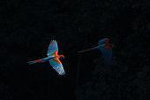 Red-and-green macaw (Ara chloropterus) pair in flight, Mato Grosso do Sul, Brazil.