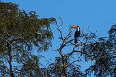 Toco toucan (Ramphastos toco), Pantanal, Mato Grosso do Sul, Brazil.