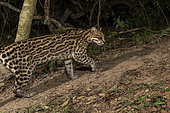 Ocelot (Leopardus pardalis), Pantanal, Mato Grosso, Brazil.
