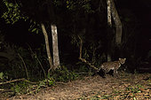 Ocelot (Leopardus pardalis), Pantanal, Mato Grosso, Brazil.