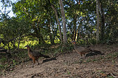Chestnut-bellied guan (Penelope ochrogaster) pair on ground, Pantanal, Mato Grosso, Brazil.