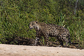 Jaguar (Panthera onca) walking on bank, Pantanal, Mato Grosso, Brazil.