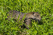 Jaguar (Panthera onca), Pantanal, Mato Grosso, Brazil.