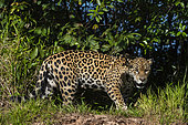 Jaguar (Panthera onca) walking on bank, Pantanal, Mato Grosso, Brazil.