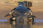 Jacare caiman (Caiman yacare) on bank, Pantanal, Mato Grosso, Brazil.