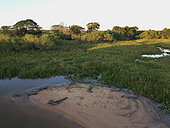 Aerial view of jacare caimans (Caiman yacare) on a beach, Pantanal, Mato Grosso, Brazil.