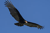 Lesser Yellow-headed Vulture (Cathartes burrovianus) in flight, Pantanal, Mato Grosso, Brazil.
