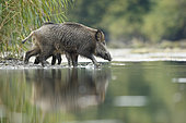 Wild boar (Sus scrofa) next to the reed bed, Alsace, France