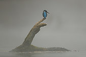 Common King Fisher (Alcedo atthis) on floating wood in winter, Alsace, France.