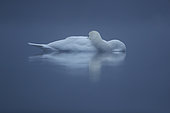 Reflecting Mute swan (Cygnus olor) on water in winter Alsace France