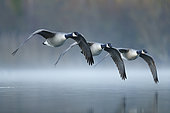 Three Canada Geese (Branta canadensis) flying over water, Alsace, France.