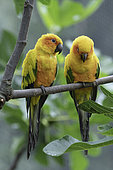 Sun Parakeet (Aratinga solstitialis) on a branch, North-East Brazil - Guyana
