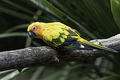 Sun Parakeet (Aratinga solstitialis) on a branch, North-East Brazil - Guyana