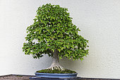 Trident Maple (Acer buergerianum), 65 year old bonsai offered by the Government of Japan at the Montreal Botanical Garden
