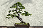 Japanese Yew (Taxus cuspidata), 55 year old bonsai