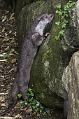 Eurasian Otter (Lutra lutra), Western Europe