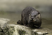 Asian Small-clawed Otter (Aonyx cinereus), South-East Asia