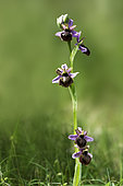 Aveyron Ophrys (Ophrys aveyronensis) in bloom, Grands Causses, Massif Central, France