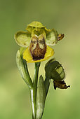 Yellow Bee Orchid (Ophrys lutea lutea), flower, Grands Causses, Massif Central, France