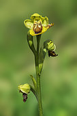 Yellow Bee Orchid (Ophrys lutea lutea), flower, Grands Causses, Massif Central, France