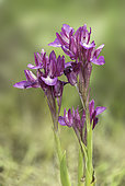 Butterfly Orchid (Anacamptis papilionacea) in bloom, Grands Causses, Massif Central, France