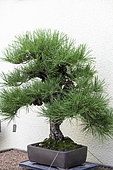 Cork-bark Japanese Black Pine (Pinus thunbergii var. corticosa), 100 year old bonsai offered by the Government of Japan to the Montreal Botanical Garden