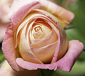 Rose "Souvenir de Lucien Massad", modern hybrid