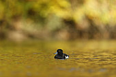 Tufted duck (Aythya fuligula), automn background, Alsace, France