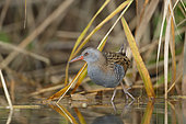 Water rail (Rallus aquaticus) in a reed-bed, Alsace, France