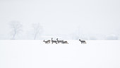 Herd of Roe buck (Capreolus capreolus) in snow, Alsace, France