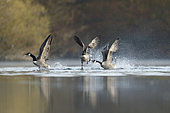Territory fights between Canada Gooses (Branta canadensis), Alsace, France.