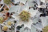 Seaside eryngo (Eryngium maritimum) inflorescence