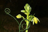 Corkscrew albuca (Albuca spiralis) flowers and tendril, South Africa