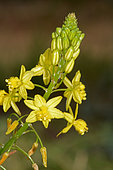 Stalked Bulbine (Bulbine frutescens) flowers, South Africa
