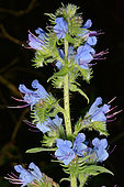 Blueweed (Echium vulgare) flowers, Dordogne, France