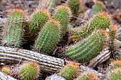 Cactus (Echinopsis huascha), Argentina