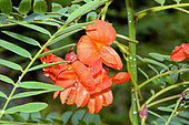Scarlet sesban (Sesbania punicea) flowers, Brazil