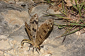 Antlion (Palpares libelluloides) on ground, Herault, France
