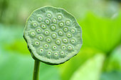 Sacred lotus (Nelumbo nucifera) capsule, Jardin des Plantes, Paris, France