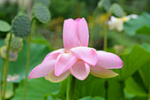 Sacred lotus (Nelumbo nucifera) flower, Jardin des Plantes, Paris, France