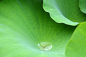 Sacred lotus (Nelumbo nucifera) water drop on leaf, Jardin des Plantes, Paris, France