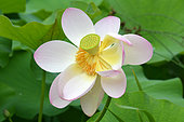 Sacred lotus (Nelumbo nucifera) flower, Jardin des Plantes, Paris, France