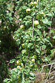 Pommier sauvage (Malus sylvestris) en fruits, Ardèche, France