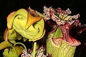 Hybrid Pitcherplant (Sarracenia x moorei) flower and urn
