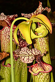 Hybrid Pitcherplant (Sarracenia x moorei) flower and urns