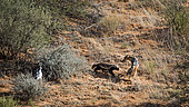 Honey badger (Mellivora capensis), Black backed jackal and Pale Chanting-Goshawk in hunting in Kgalagadi transfrontier park, South Africa