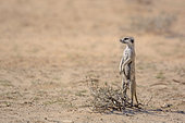 Meerkat (Suricata suricatta) standing in alert in desert area in Kgalagadi transfrontier park, South Africa