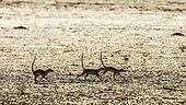 Three Meerkats (Suricata suricatta) running in dryland in Kgalagadi transfrontier park, South Africa